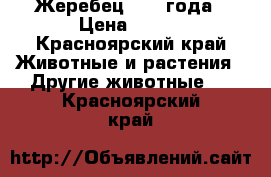 Жеребец 2008 года › Цена ­ 100 - Красноярский край Животные и растения » Другие животные   . Красноярский край